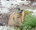Capture marmotte