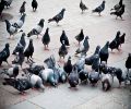 Extermination pigeon