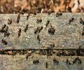 Exterminateur fourmis St Césaire, extermination fourmis charpentière St Césaire