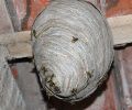 Exterminateur guêpe Boucherville extermination nid de guêpe